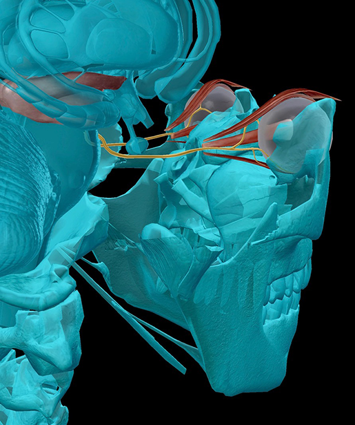 cranial-nerves-03-oculomotor-2